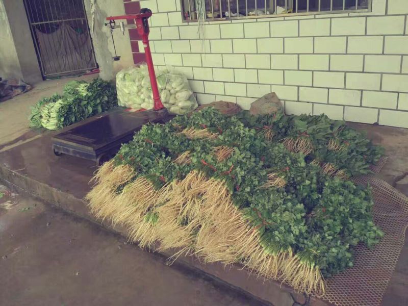 白菜苔30~40厘米
