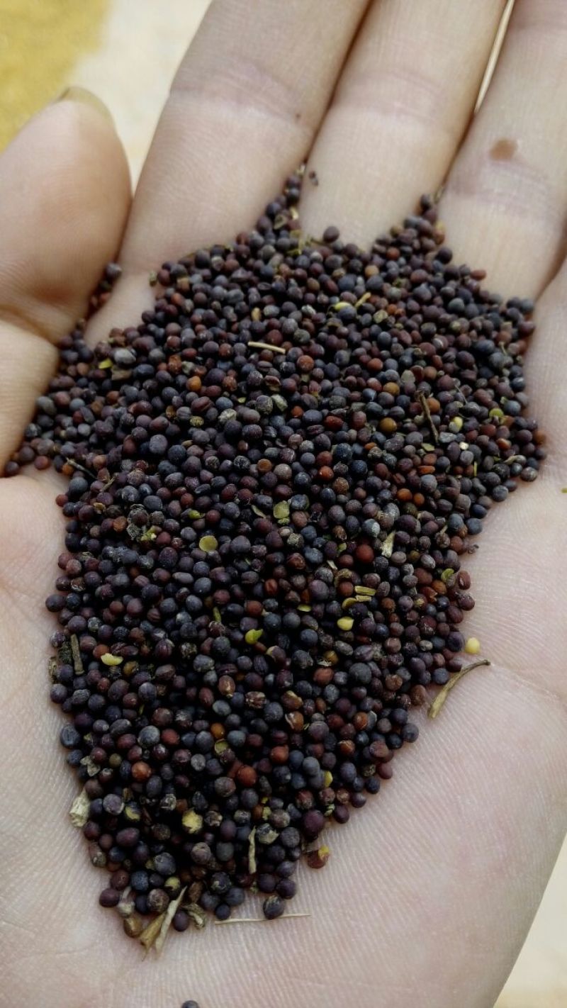 油菜籽1