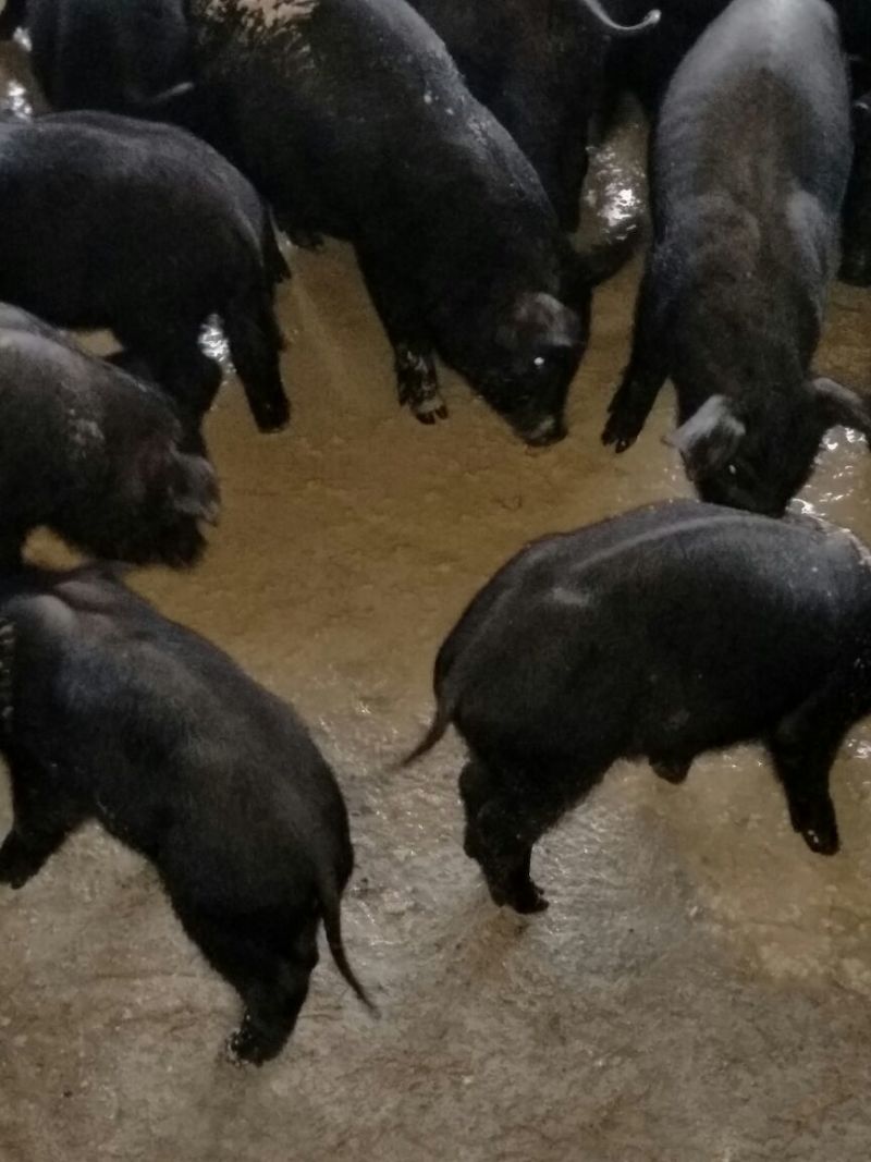 黑猪肉食用后腿肉未加工