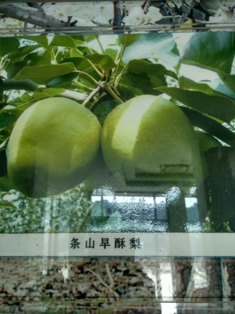 早酥梨550~600g筐装