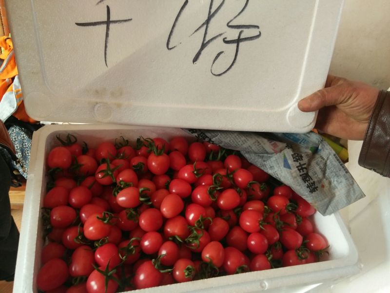 千禧圣女果(贝贝圆粉釜山88)质量好/一件代发/超市专供