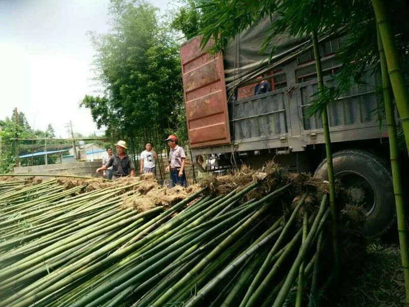 雷竹6~7m