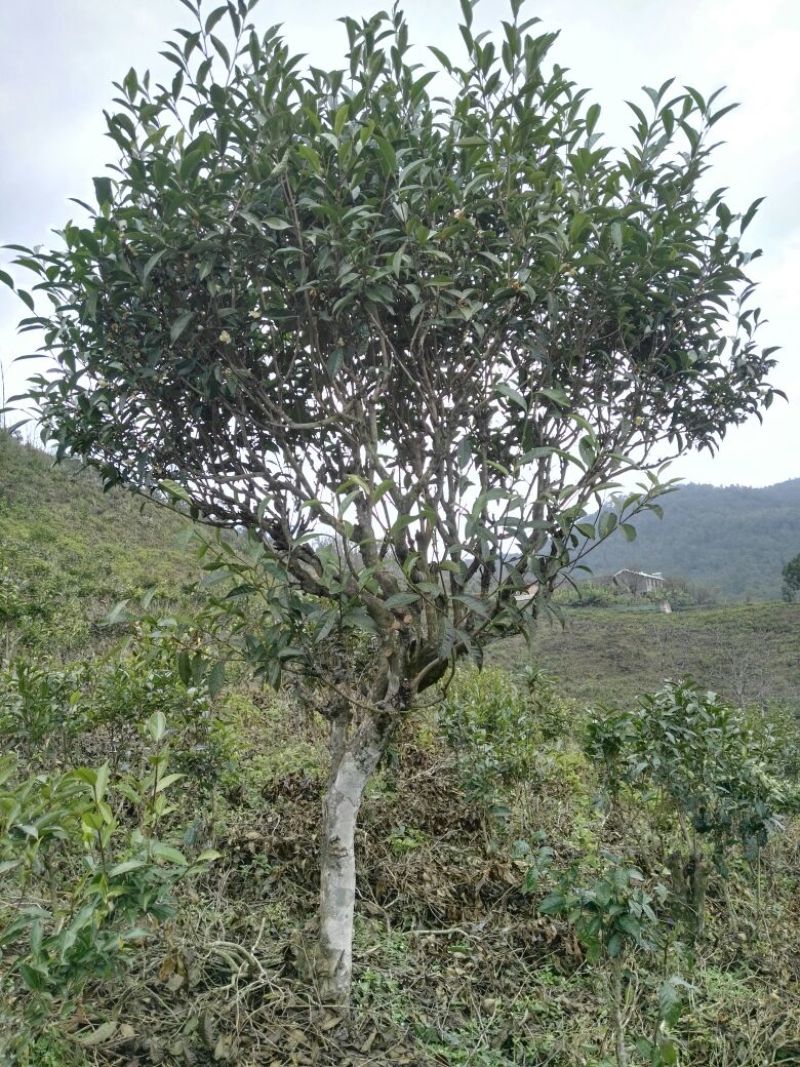古树普洱茶特级