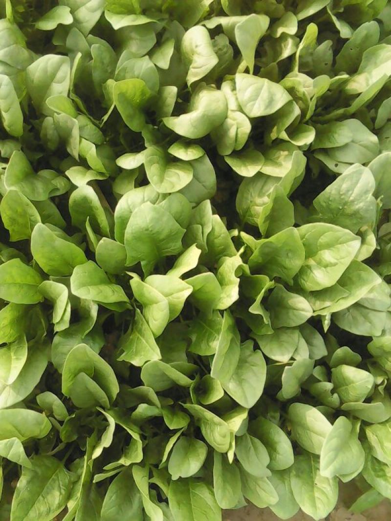 大叶菠菜20~25厘米