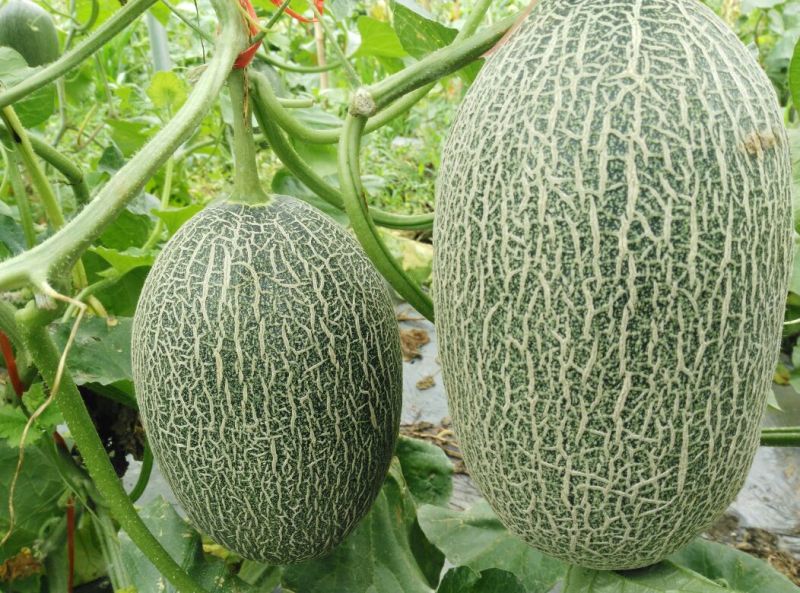 西州蜜瓜3斤以上长圆形