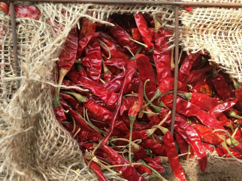 辣椒王5~10厘米红