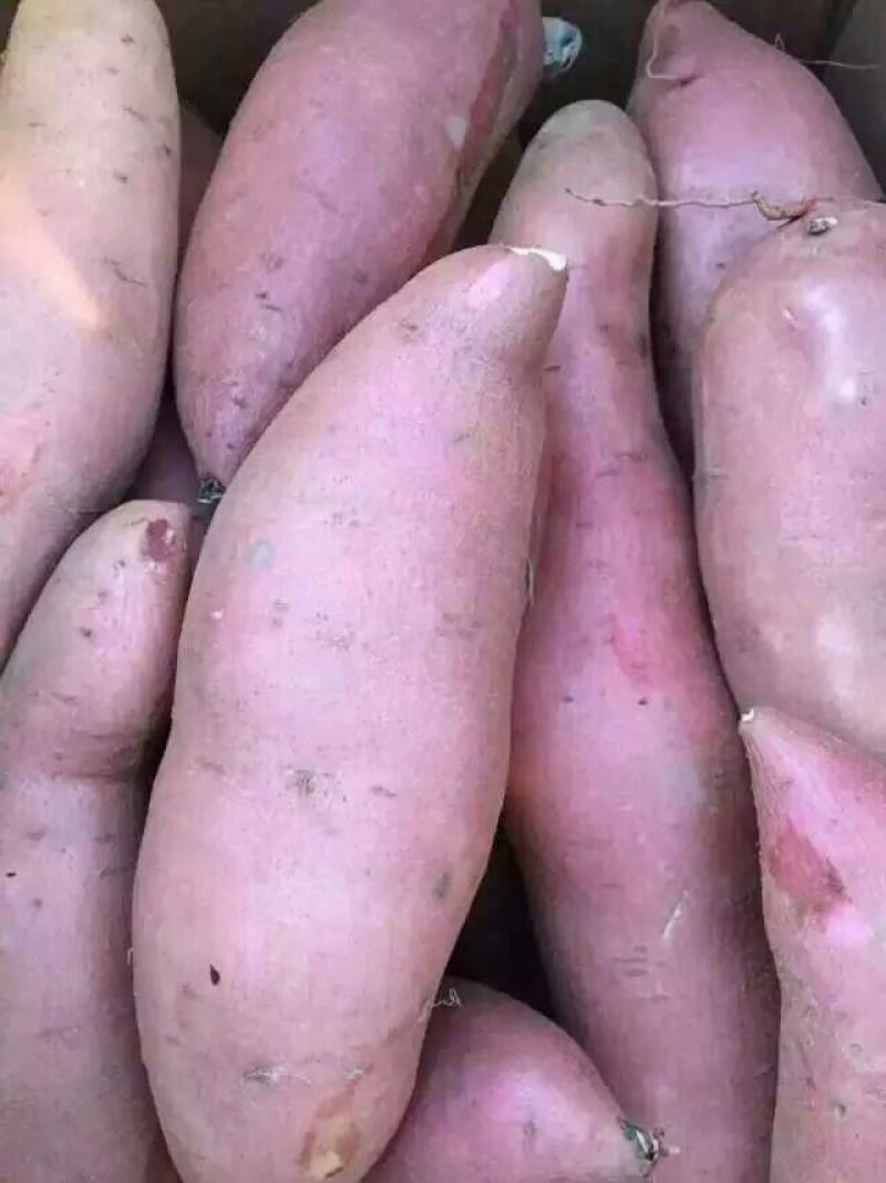 龙薯9号3两以上黄心