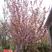 樱花1～5公分，树体好，带球挖苗
