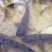 池鲤鱼