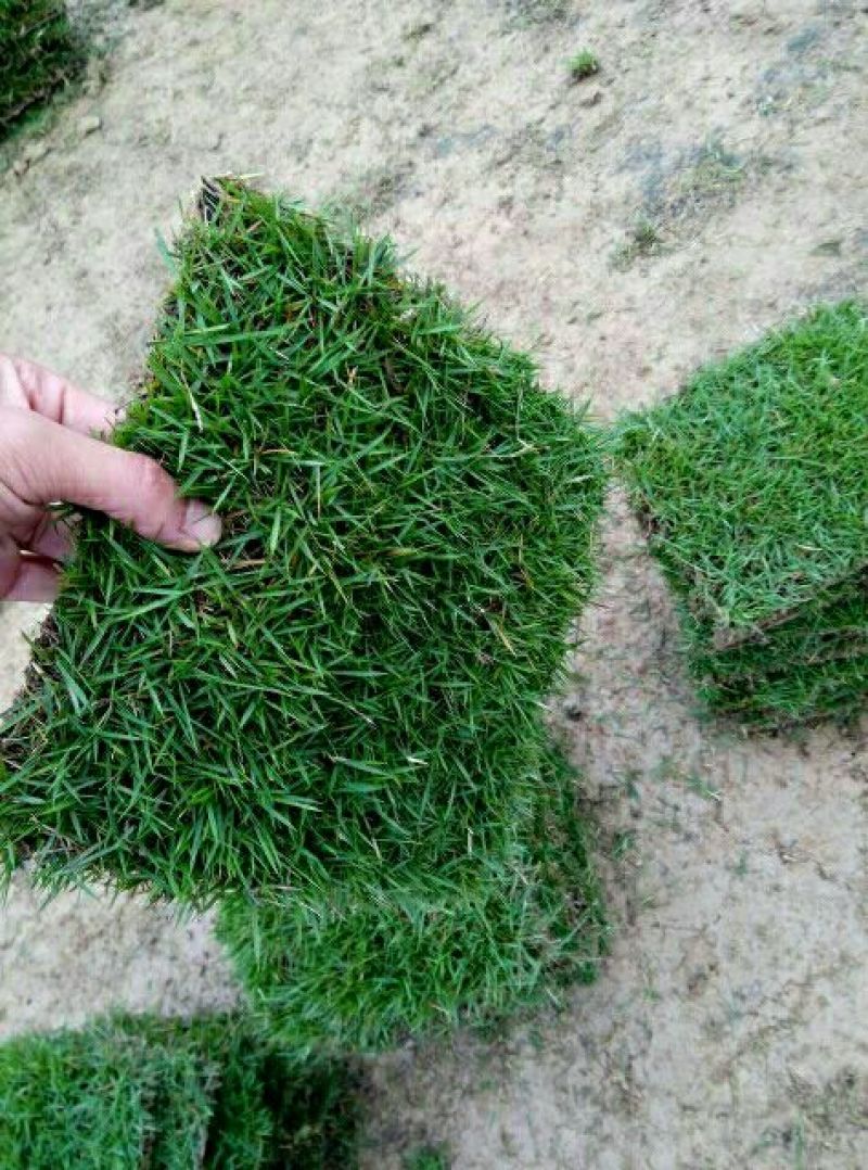 草坪草