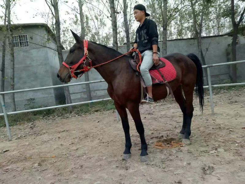 半血马300~400kg