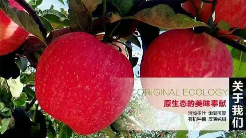 山东红富士苹果纸袋高山脆甜苹果全红片红产地直供