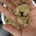 三七大全各种规格新货各种药材