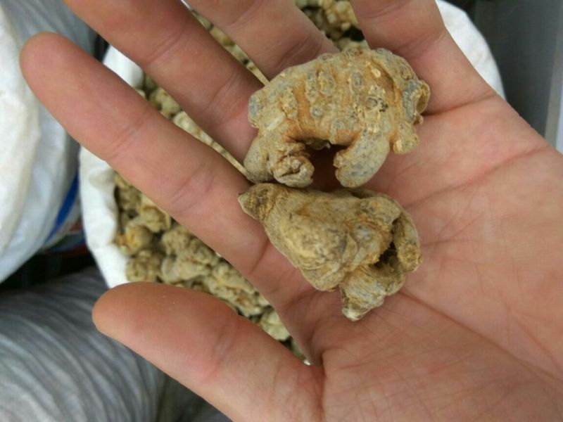 三七大全各种规格新货各种药材