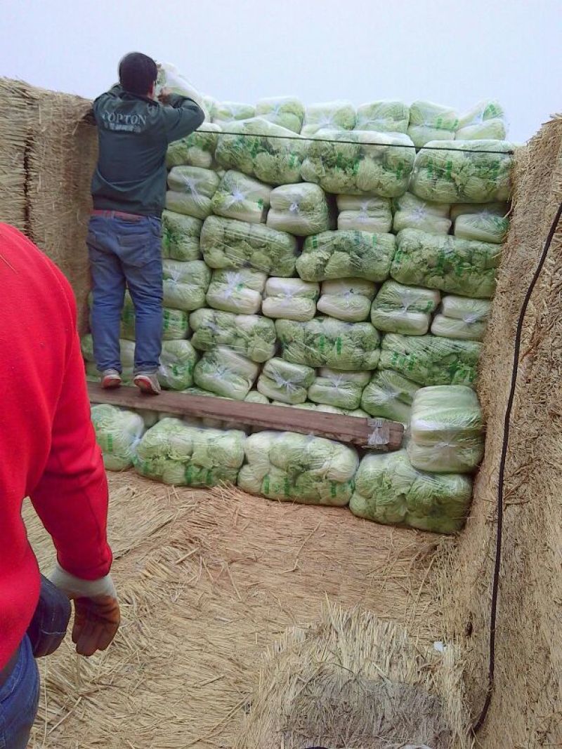 北京新三号白菜上市，专业工人加工质量好价格便