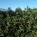 大红袍板栗苗泰山红油板栗苗