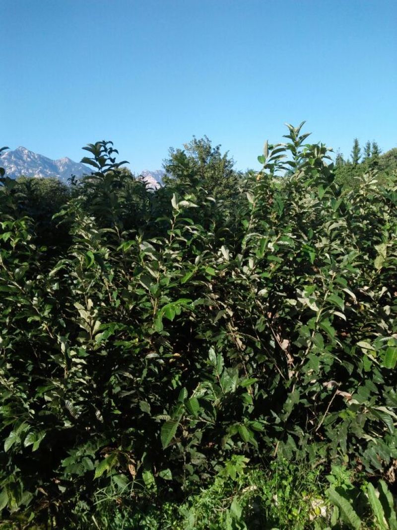 大红袍板栗苗泰山红油板栗苗