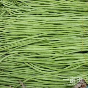 精品长豆角60厘米以上。一手货源，全国代发诚信经营