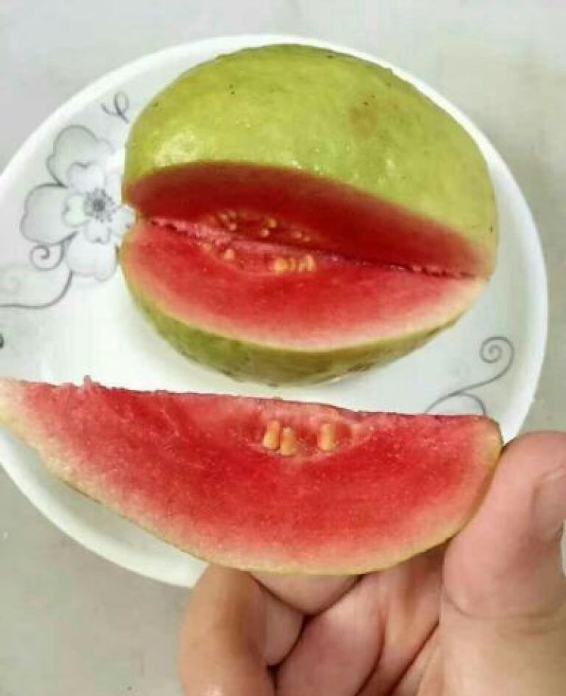 番石榴苗