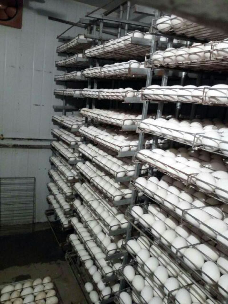 鹅苗250g以下