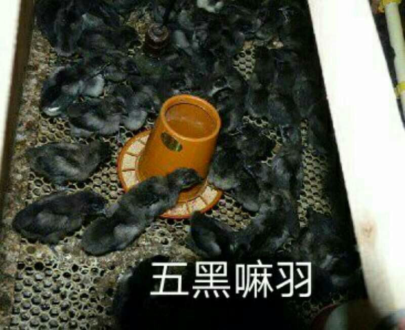 绿壳蛋鸡苗250克以下脱温苗