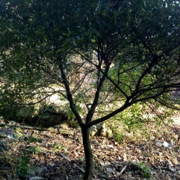 瓜子黄杨2~4cm4cm以下1.5~2米