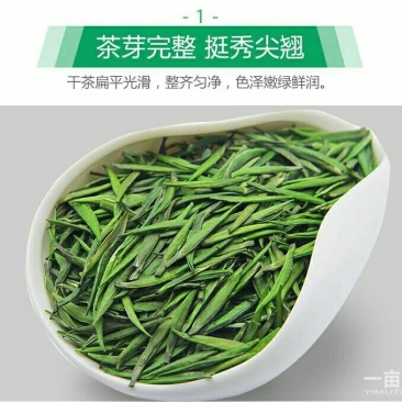 观音茶特级