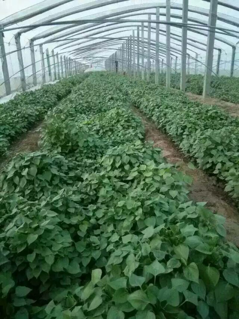 红薯苗，龙薯九，高剪，大田剪苗
