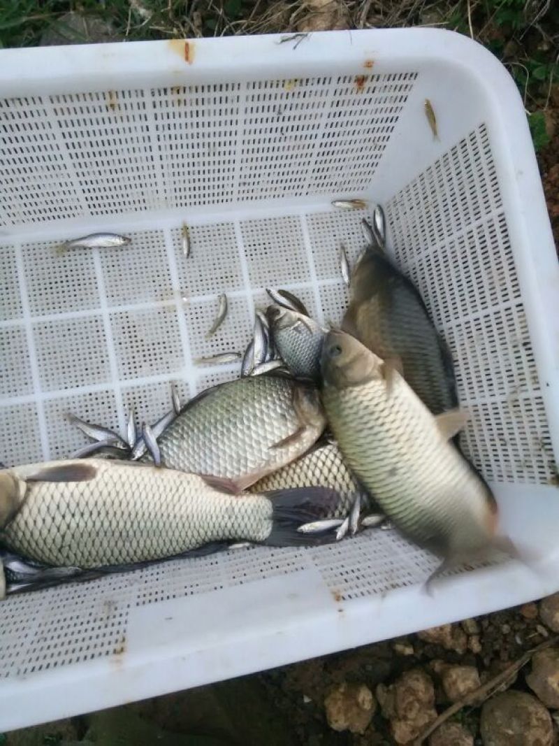 鲤鱼1~2公斤食用