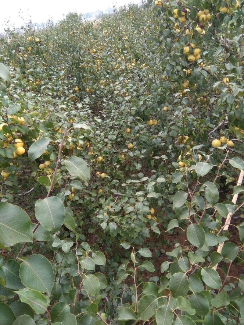 砀山梨250~300g光果