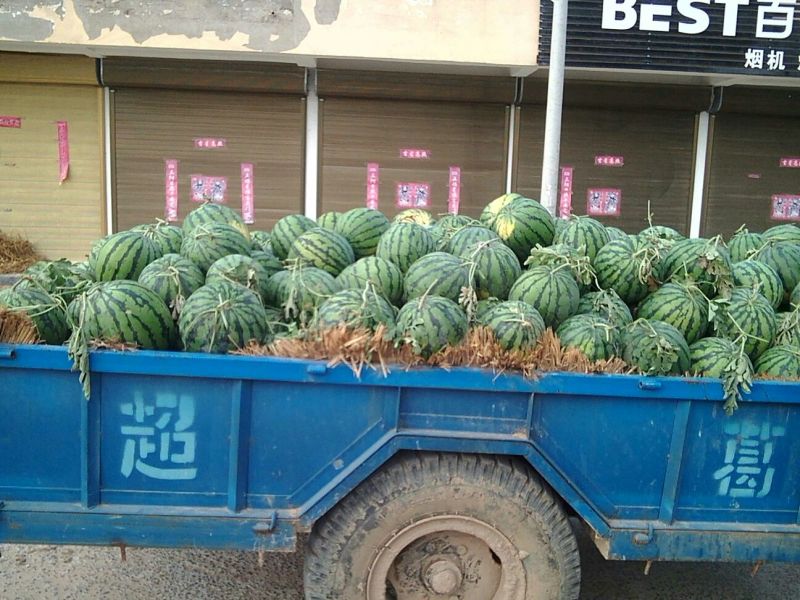 精品美都西瓜