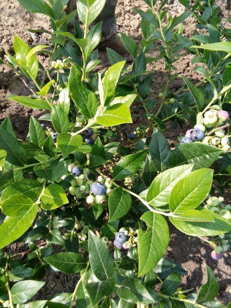 蓝莓鲜果4~6mm以上