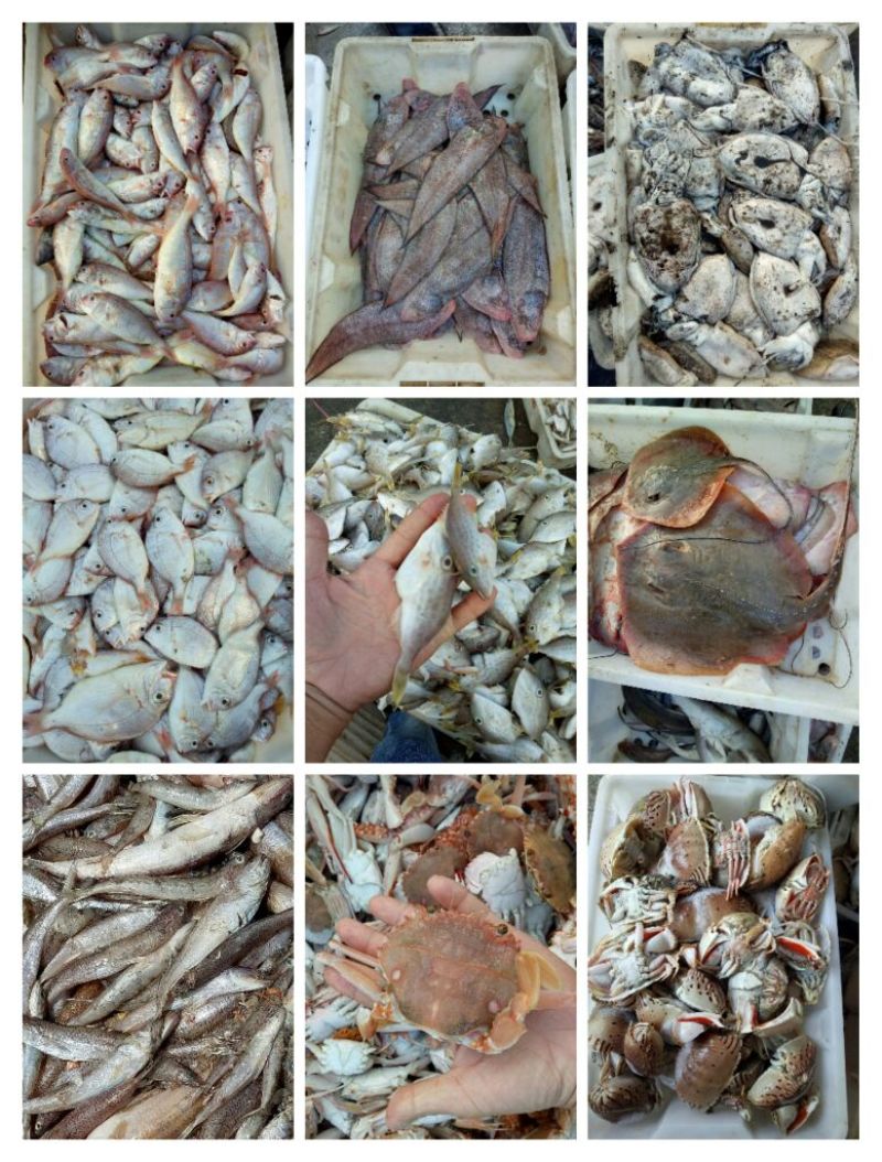 沙尖鱼野生