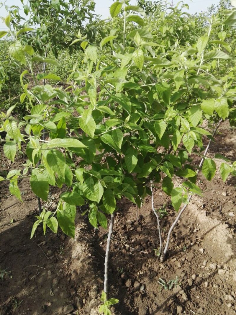 翅果油树