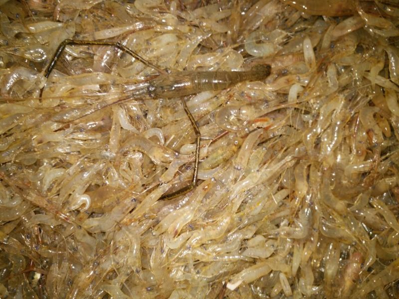 河虾活虾26~30只/kg