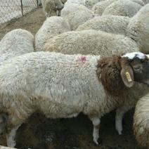 波尔山羊50~80斤/头