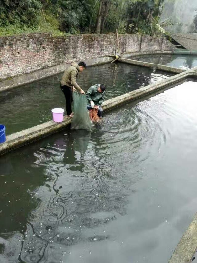 雅鱼食用7两