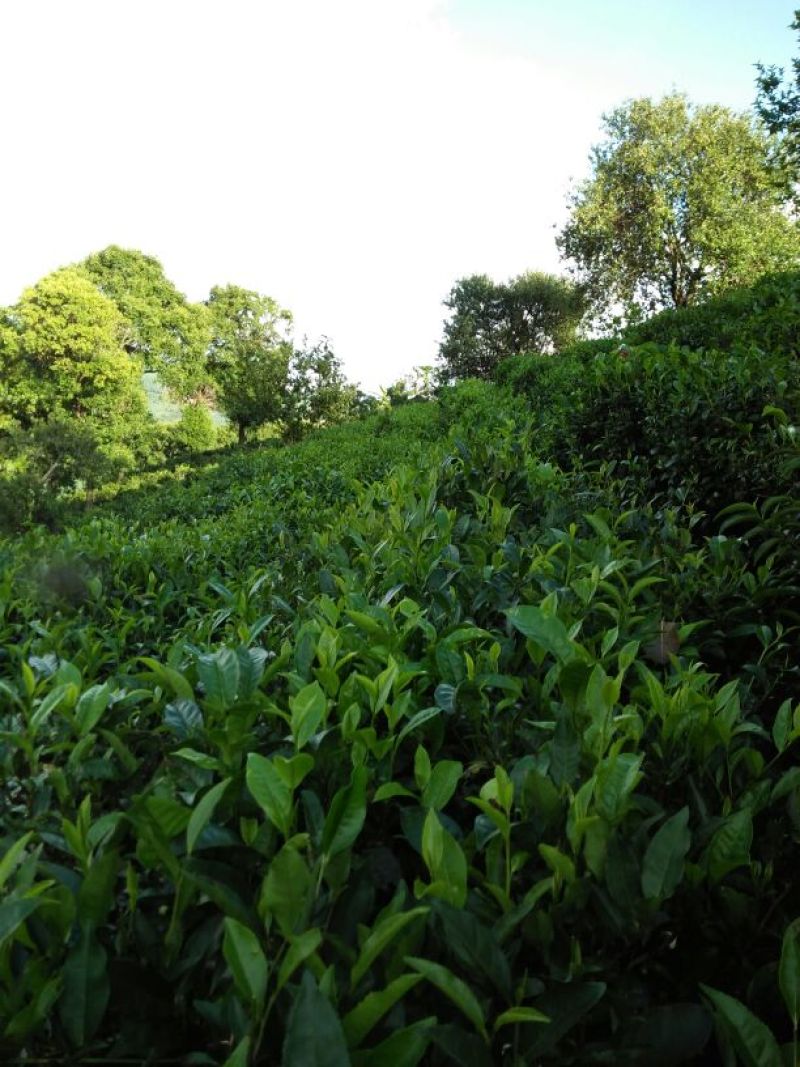 普洱茶