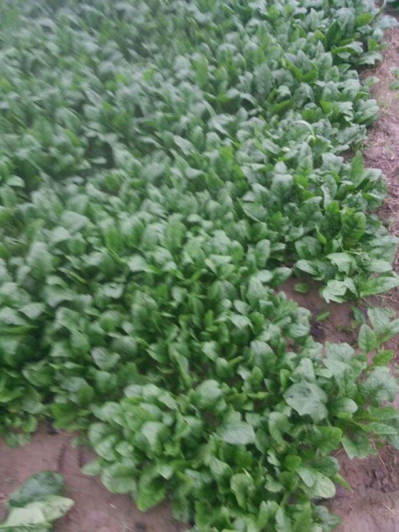 大叶菠菜30~35厘米
