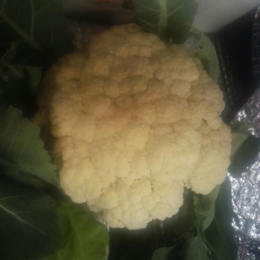 白花菜散装