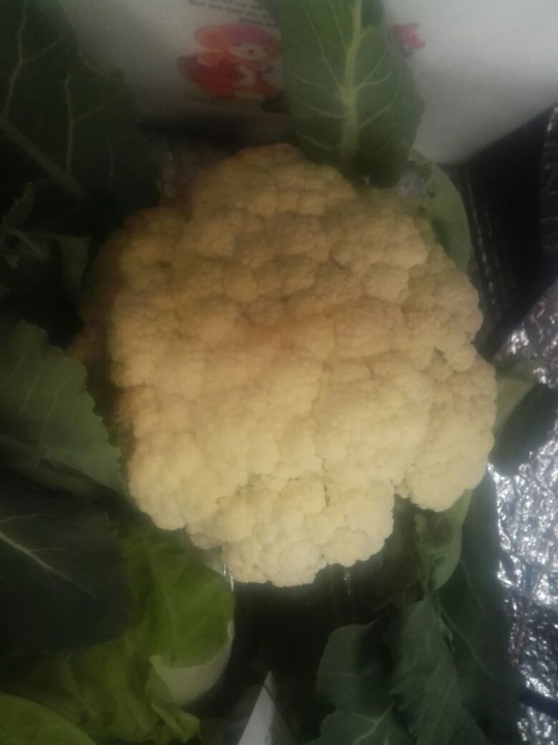 白花菜散装