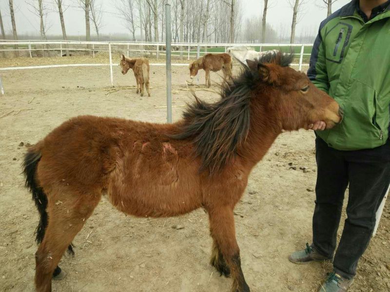 肉马