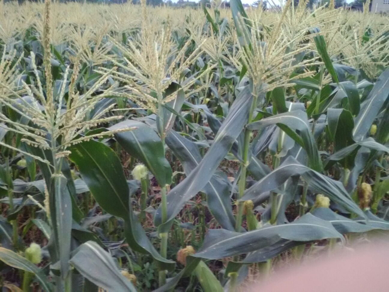 彭州市白庙水果批发市场甜玉米 14~16%批发_