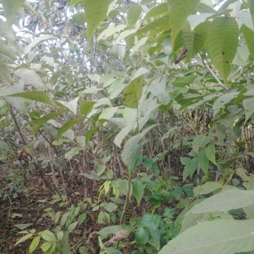 核桃苗免费提供种植技术指导