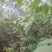 核桃苗免费提供种植技术指导