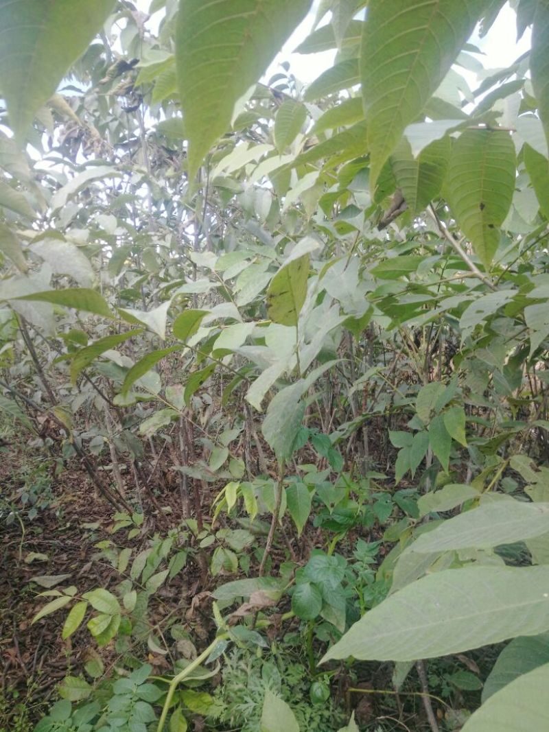 核桃苗免费提供种植技术指导