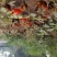 土鸡