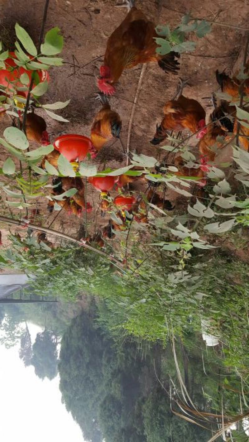 土鸡