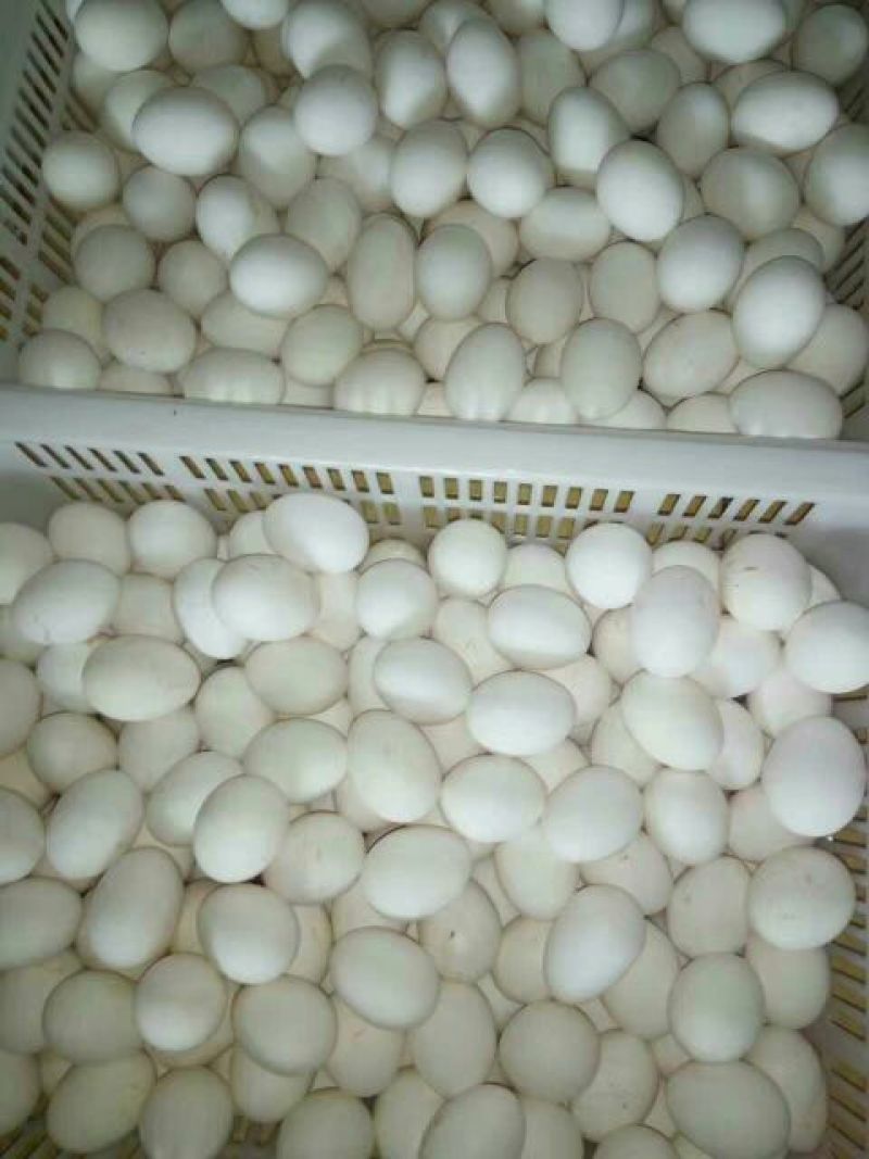 乌鸡蛋食用50g以下