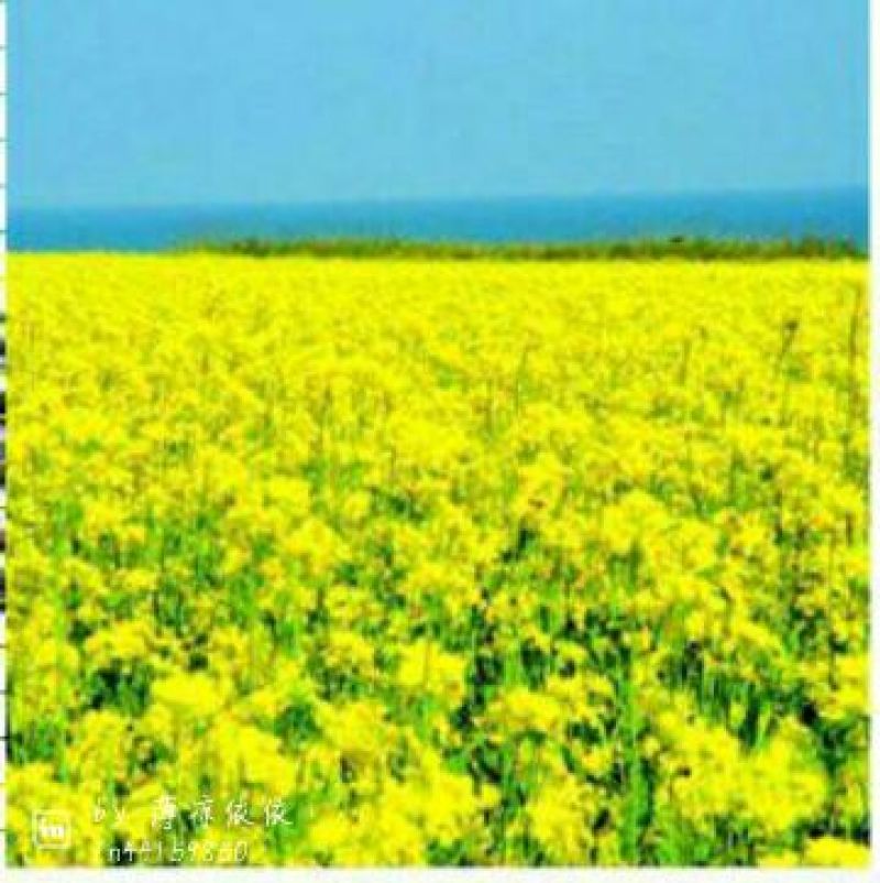 菜油一级